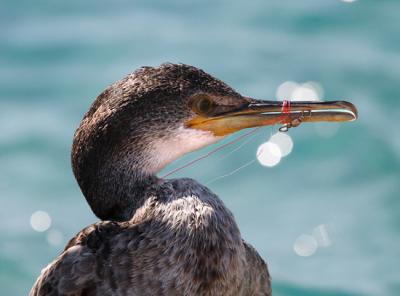 Cormorán moñudo inmaduro con el pico enredado por un sedal de pesca recreativa (foto: Joan Safont).