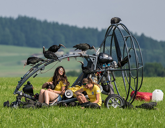 Dos madres adoptivas en un campo de vuelo de la región de Salzburgo (Austria), durante el entrenamiento de ibis eremitas criados en cautividad, fase que dará paso a la migración de las aves guiadas desde ultraligeros (foto: Waldrappteam Conservation and Research).