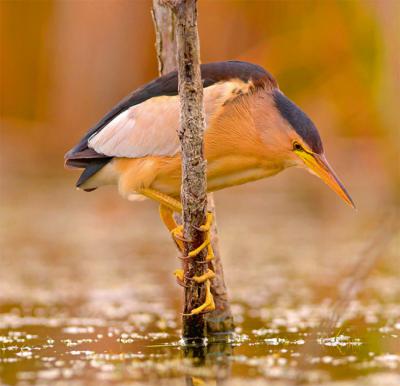 Macho de avetorillo posado muy cerca de la superficie del agua, atento a posibles presas (foto: Grzegorz / Adobe Stock).