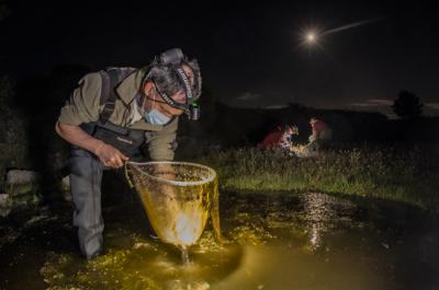 El investigador Íñigo Martínez-Solano muestrea en una charca, mientras su equipo (al fondo) toma datos biométricos de ejemplares de diferentes especies de anfibios (foto: Javier Lobón Rovira).