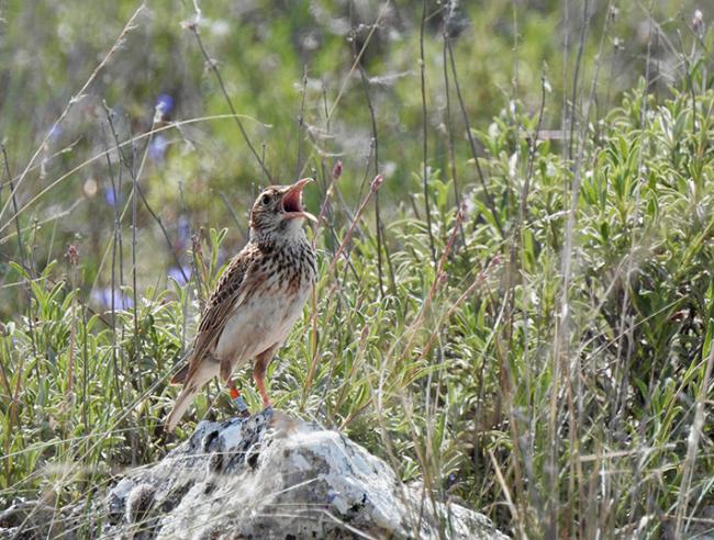 Un macho de alondra ricotí canta en su medio natural, la estepa arbustiva (foto: Adrián Barrero / TEG-UAM).