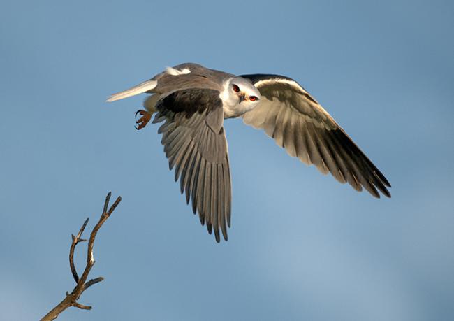 Un elanio común echa el vuelo desde lo alto de la percha seca de una encina en la que estaba posado, en una dehesa extremeña (foto: Domingo Rivera).