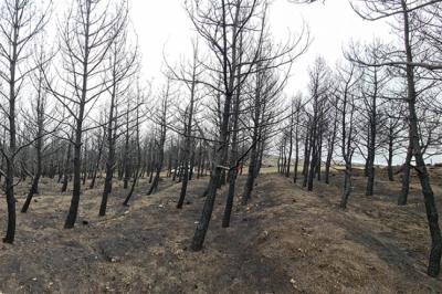 Sombríos testigos de una plantación forestal quemada (foto: Cristina Aponte).