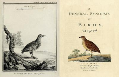 A la izquierda, figura de un torillo andaluz que, con el nombre de “codorniz de bosque” (caille des bois), publicó Desfontaines en "Memoria sobre algunas especies nuevas de aves de las costas de Berbería" (1789). A la derecha, figura de la “codorniz andaluza” publicada en el segundo volumen de "A general synopsis of birds" (1783), de John Latham.