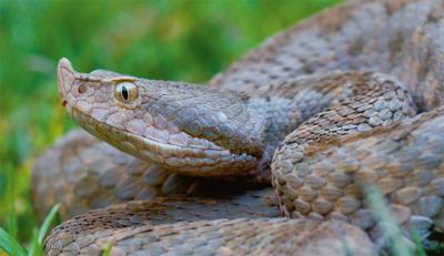 Primer plano de una hembra de víbora hocicuda norteafricana (Vipera monticola) encontrada en el Rif, región situada en la vertiente mediterránea de Marruecos (foto: Fernando Martínez-Freiría).