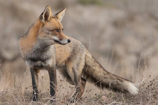 El zorro fue la especie más detectada en el estudio de carnívoros en la Sierra de La Culebra (foto: Alberto García Quesada).