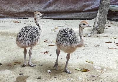 Los dos primeros pollos de avestruz sahariano nacidos en España, precisamente en las instalaciones del Zoo de Jerez (Cádiz), en la primavera del año 2022 (foto: autores).