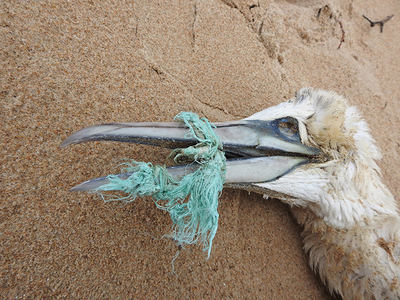 Una cuerda de plástico enredada en el pico, como el del alcatraz atlántico de la fotografía, impide que el ave se alimente y termina muriendo (foto: LIFE SeaBiL).