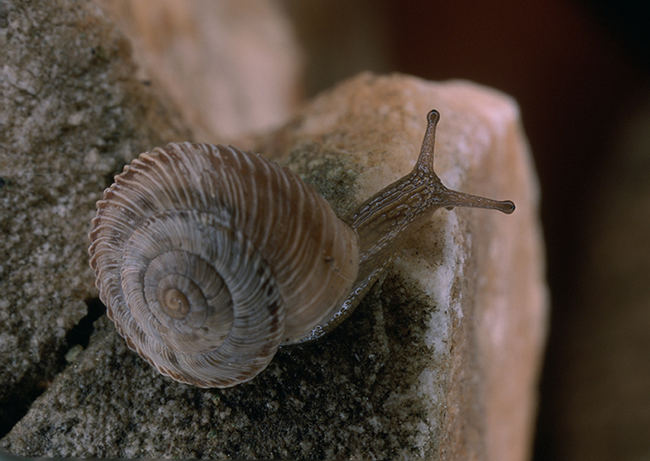 Xerocrassa montserratensis es un caracol endémico de la provincia de Barcelona que puede verse favorecido por los incendios (foto: Vicenç Bros).