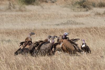 Buitres reunidos en torno a una carroña en la región de Louga (Senegal). Además de varios buitres leonados (Gyps fulvus), pueden verse ejemplares de buitre moteado (Gyps rueppelli), buitre orejudo (Torgos tracheliotos) y alimoche sombrío (Necrosyrtes monachus). Foto: Manuel de la Riva.