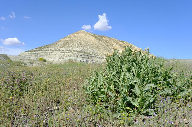 Cerro Magán, en la provincia de Toledo, cuyos suelos arcillosos dan cobijo a una diversa y valiosa flora arvense. En primer término, una mata de Klasea flavescens (foto: E. Luengo).