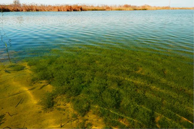 Pradera de carófitos formada en las lagunas del Tancat de la Pipa (Albufera de Valencia) en enero de 2023. Foto: Tancat de la Pipa.