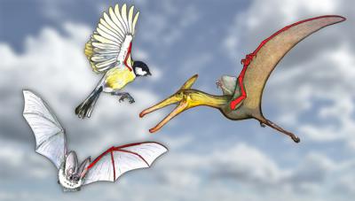 El desarrollo de alas en grupos tan distintos como las aves, los pterosaurios y los murciélagos se considera el resultado de una convergencia evolutiva (lámina: L. Luque).