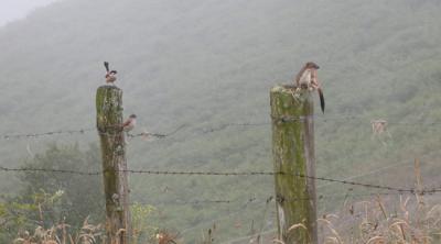 Una pareja de alcaudones dorsirrojos alerta sobre la irrupción de un armiño cerca del nido (foto: Pablo E. Pérez Valdés).