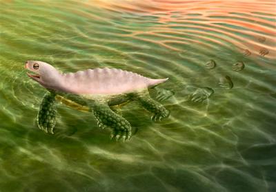 Reconstrucción del aspecto en vida de la tortuga que produjo la huella fósil de Domeño (Valencia). Ilustración: Montserrat Méndez.