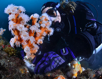 La colonia de coral candelabro llamada "Quercus" en el momento de ser sellada en el arrecife después de ocho meses de recuperación (foto: Javier Sánchez / Different Scuba School).