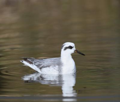 Ejemplar adulto de falaropo picogrueso posado en el agua. Fue uno de los primeros falaropos detectados el año pasado, concretamente en Manzanal de los Infantes (Zamora). Foto: Manuel Segura.