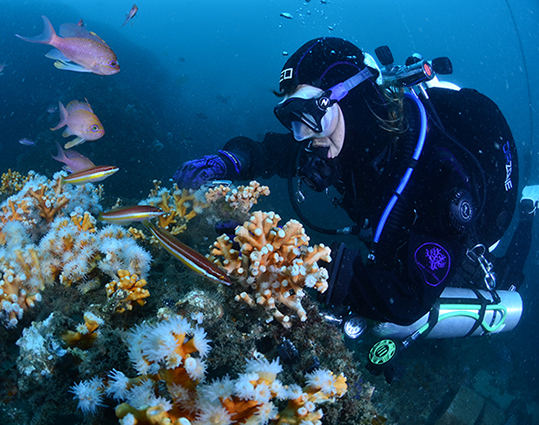 El cuidado continuo de los corales en las guarderías es el secreto para que puedan recuperarse las colonias, tarea a la que contribuyen tres colas (Anthias anthias) y julias (Coris julis), entre otros peces (foto: Javier Sánchez).