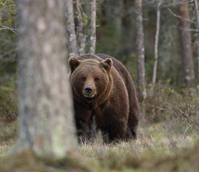 Oso pardo en el interior de un bosque (foto: Joseba del Villar). 