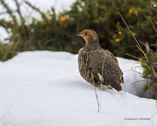 Perdiz pardilla en un collado nevado (foto: Begoña Láinez y José Luis Hernández / Más que Pájaros).