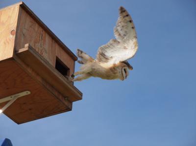 Una lechuza echa a volar desde su caja nido (foto: GREFA).