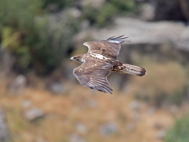 Águila perdicera en vuelo (foto: Artemy Voikhansky / Wikicommons).