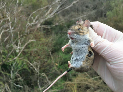 Heráclito y los ratones de Doñana