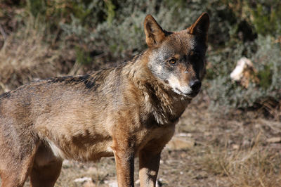Primer plano de un lobo. Este ejemplar pertenece al grupo que se conserva en el Centro del Lobo Ibérico situado en Robledo de Sanabria (Zamora).