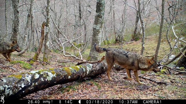 Imagen de fototrampeo de dos lobos en libertad en un bosque de la Cordillera Cantábrica (foto cedida por César Ortiz y Íñigo Bregel).