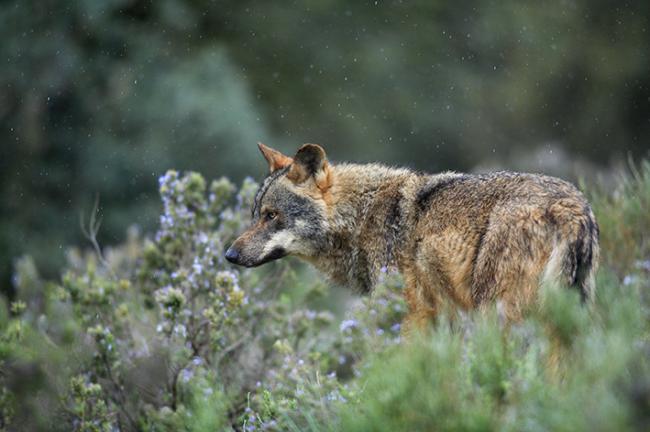 Lobo ibérico fotografiado en condiciones controladas (foto: José Benito Ruiz Limiñana).