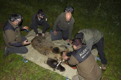 Momento de la colocación del emisor GPS a una de las osas marcadas con esta tecnología en Asturias en 2021 (Foto: Equipo de Marcaje).