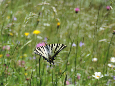 Chupaleches (Iphiclides feishtamelii) en un prado de siega de los Picos de Europa (foto: Amparo Mora).