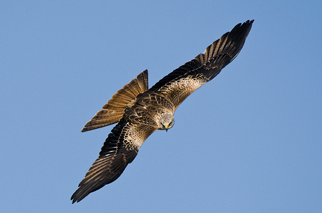 Milano real en vuelo. Las poblaciones reproductoras de esta especie en el sur de España sufren un preocupante declive (foto: Pepe Elías).

