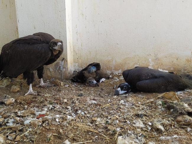 El pollo de buitre negro intervenido, en el centro, comparte instalación con otros ejemplares de su misma especie en el centro de recuperación de fauna de Amus (foto: Amus).