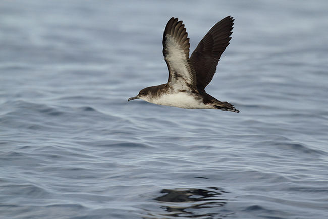 Una pardela pichoneta de Canarias sobrevuela la superficie marina (foto: Beneharo Rodríguez).