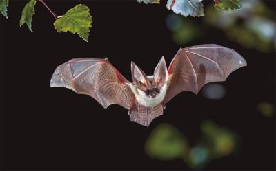 Murciélago del género Plecotus mientras caza en un hábitat forestal (foto: Rudmer Zwerver / Shutterstock).