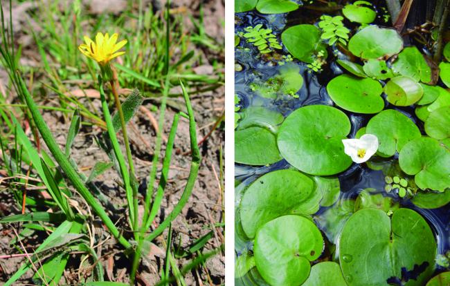 La chicoria hueca (a la izquierda) pertenece a un género endémico ibérico, que sólo se mantiene en Doñana (foto: Pablo García Murillo). Los corazones de agua (a la derecha) sobreviven críticamente en dos poblaciones, una en Doñana y otra en Galicia (foto: Moisès Guardiola).