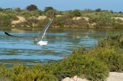 Una gaviota patiamarilla equipada con un dispositivo GPS/GSM en la espalda sobrevuela las Salinas de San Pedro del Pinatar, en la Región de Murcia (foto: Antonio Zamora).