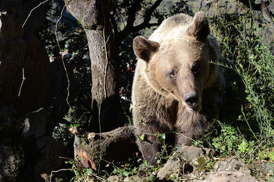 Oso pardo fotografiado en condiciones de semilibertad en Asturias (foto: Vincenzo Penteriani).