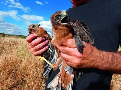 Pollos volantones de aguilucho cenizo retirados momentos antes de la siega en el Campo de Montiel (foto: Sara Jiménez).