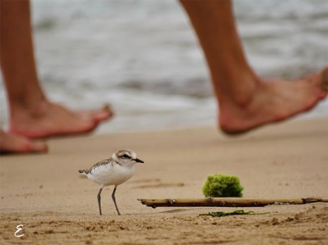 Un pollo de chorlitejo patinegro evita el trasiego de paseantes cuando buscaba alimento en la orilla de la playa de La Mata (Torrevieja, Alicante) durante el verano de 2021 (foto: Estefanía Alonso).