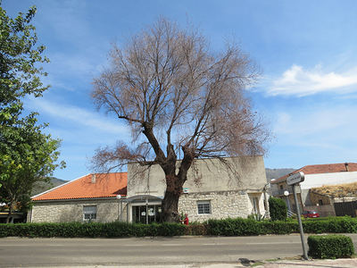 Negrillo de Valderde del Fresno, ubicado delante del edificio que alberga el centro de salud de esta localidad cacereña. La fotografía se hizo en septiembre de 2020, cuando ya estaba confirmada la muerte del árbol por grafiosis (foto: Álvaro Tejerina).