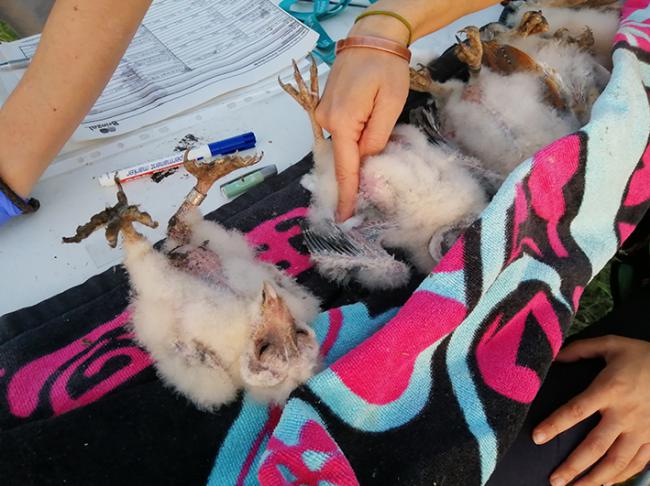 Toma de muestras de sangre a varios pollos de lechuza nacidos en el sur de la Comunidad de Madrid (foto: Brinzal).