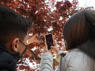 El alumnado de los FenoCentros ha aportado casi 1.400 observaciones de plantas y animales al observatorio ciudadano RitmeNatura. En la imagen alumnos de la escuela cooperativa El Puig (Esparreguera, Barcelona) recogen datos fenológicos (foto: CREAF).