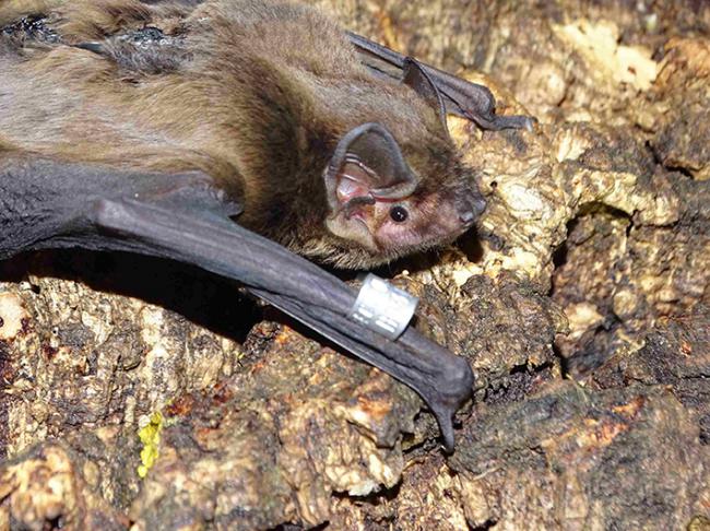 Uno de los cuatro nóctulos pequeños (Nyctalus leisleri) anillados y marcados con radioemisor (foto: Anse).