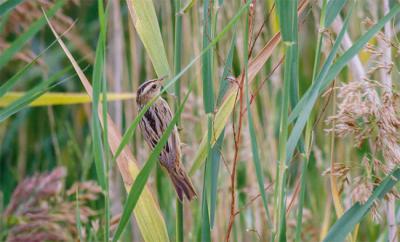 Un carricerín cejudo en paso migratorio en un carrizal de la Reserva Ornitológica de Los Albardales, en el Parque Regional del Sureste (Madrid). Foto: Pablo de la Nava / SEO/BirdLife.