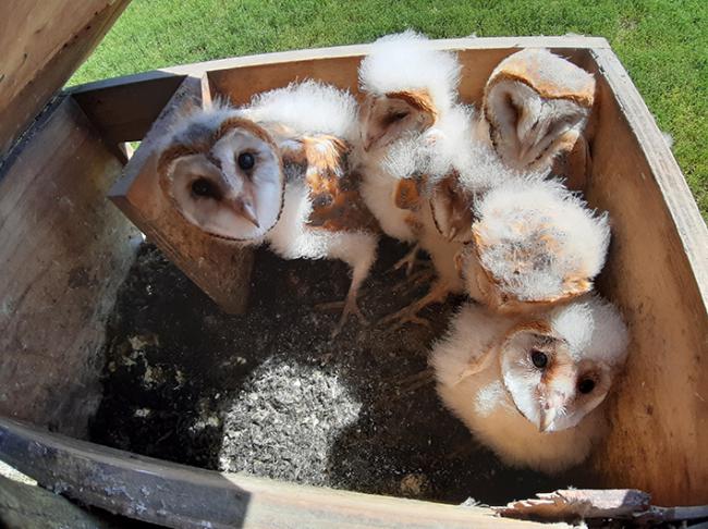 Pollos volantones de lechuza de entre cuarenta y sesenta días de edad en su nido de Osorno (Palencia). Foto: Grefa.