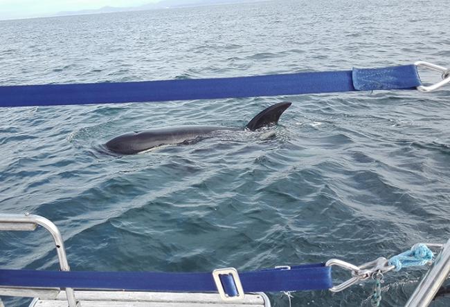 Orca ibérica junto a una embarcación cerca de las costas gallegas, durante un evento de interacción ocurrido en 2021 (foto: GTOA/Cemma).