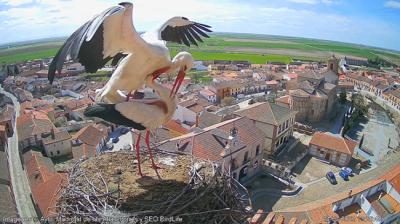 Cópula de cigüeñas blancas en la cámara en directo seguida por SEO/BirdLife en un nido de Madrigal de las Altas Torres (Ávila). Foto: Ayuntamiento de Madrigal de las Altas Torres.