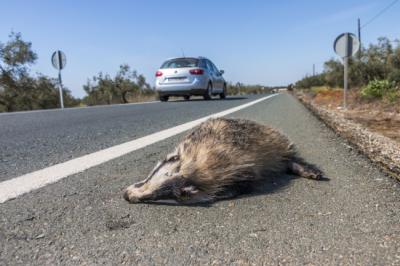 Tejón atropellado en una carretera del entorno de Doñana (foto: Jacinto Román).